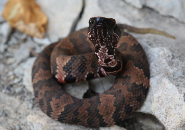 Cottonmouth